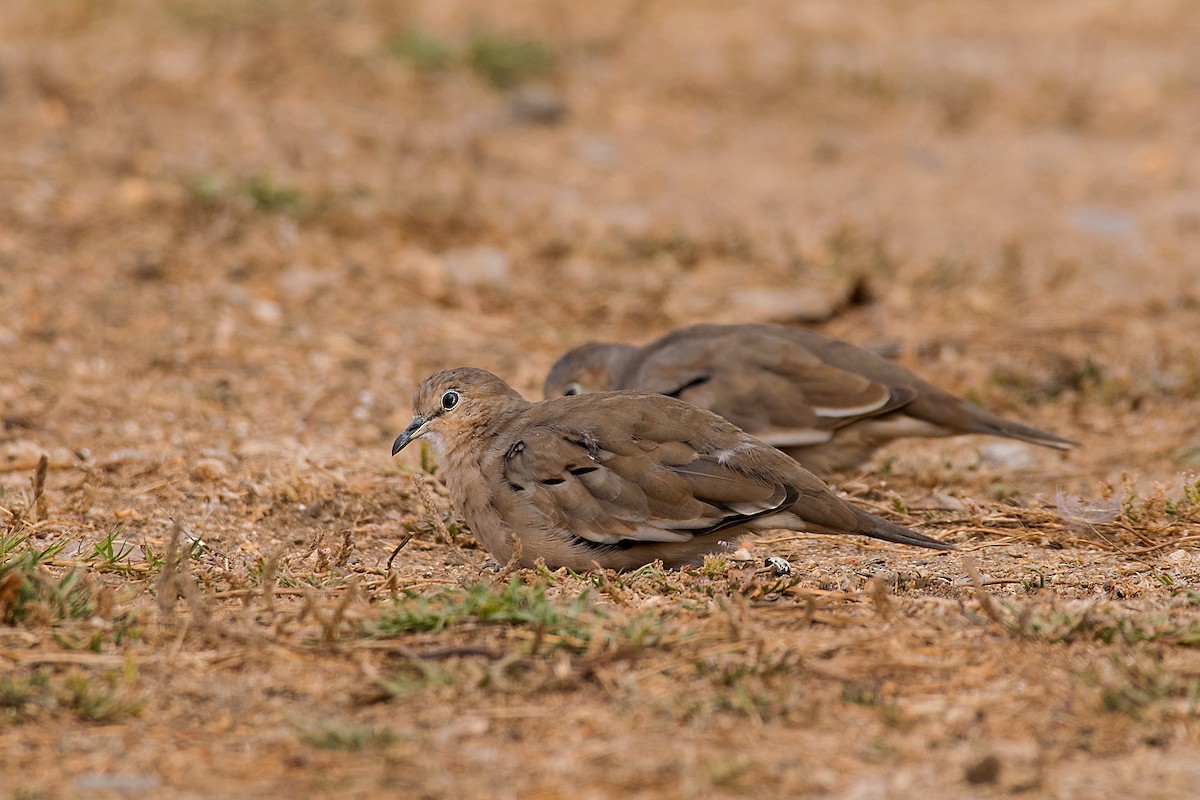 Picui Ground Dove - ML612034270
