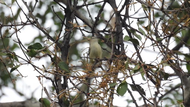 Pale-billed Flowerpecker - ML612034289