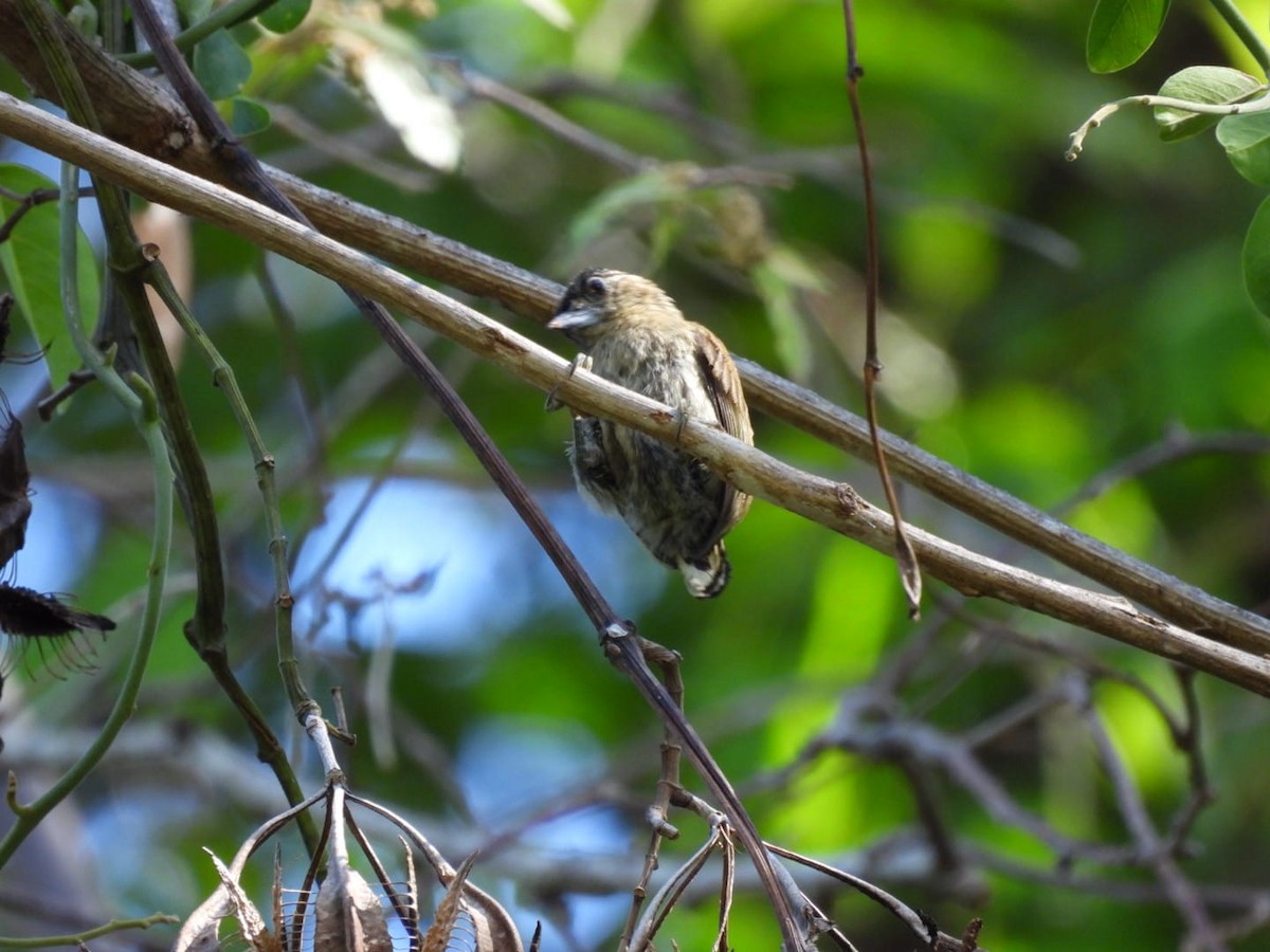Olivaceous Piculet - ML612034308