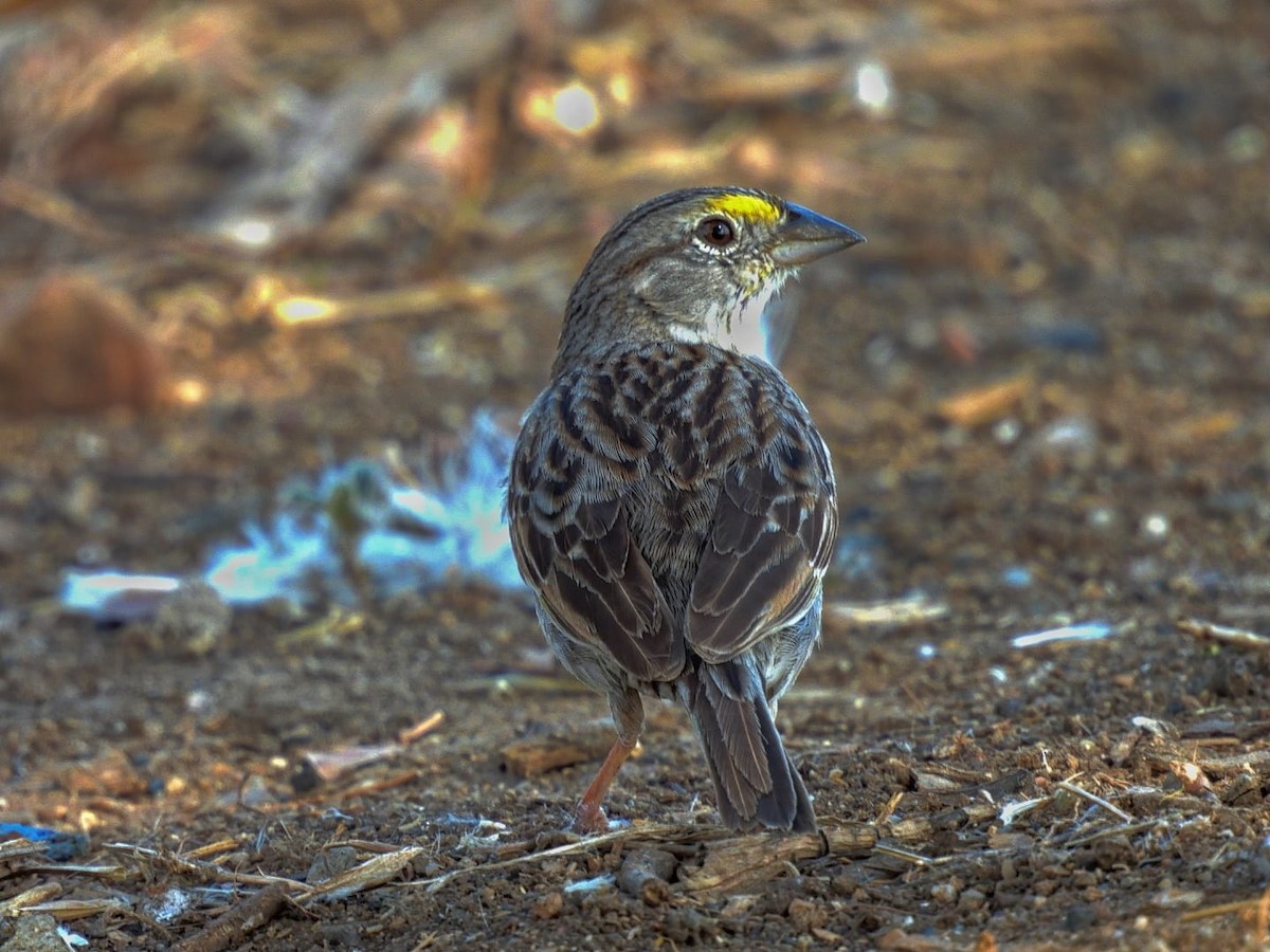 Grassland Sparrow - ML612034318
