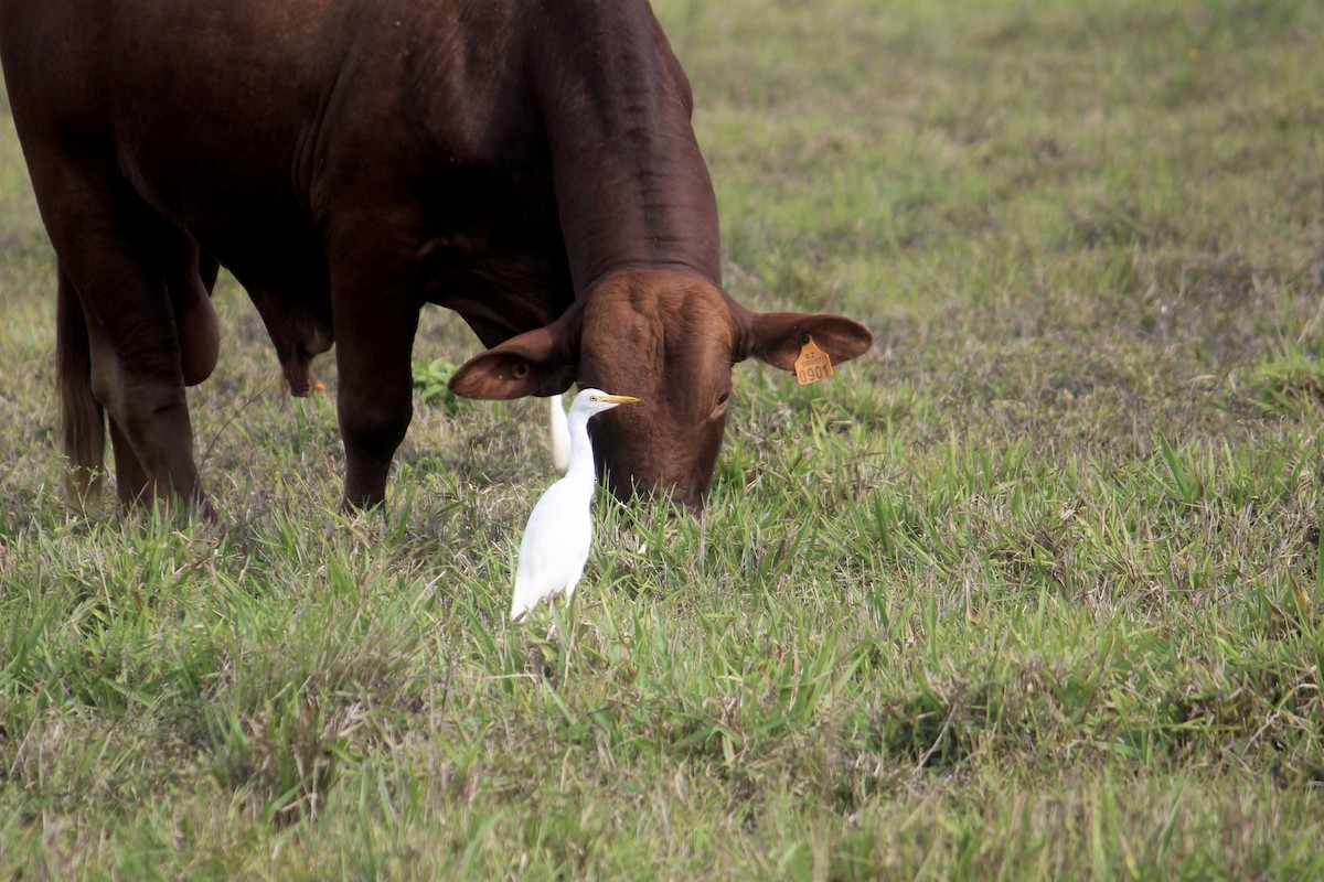 Western Cattle Egret - Elijah Grigsby