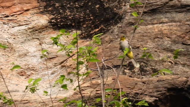 Yellow-throated Bulbul - ML612034387