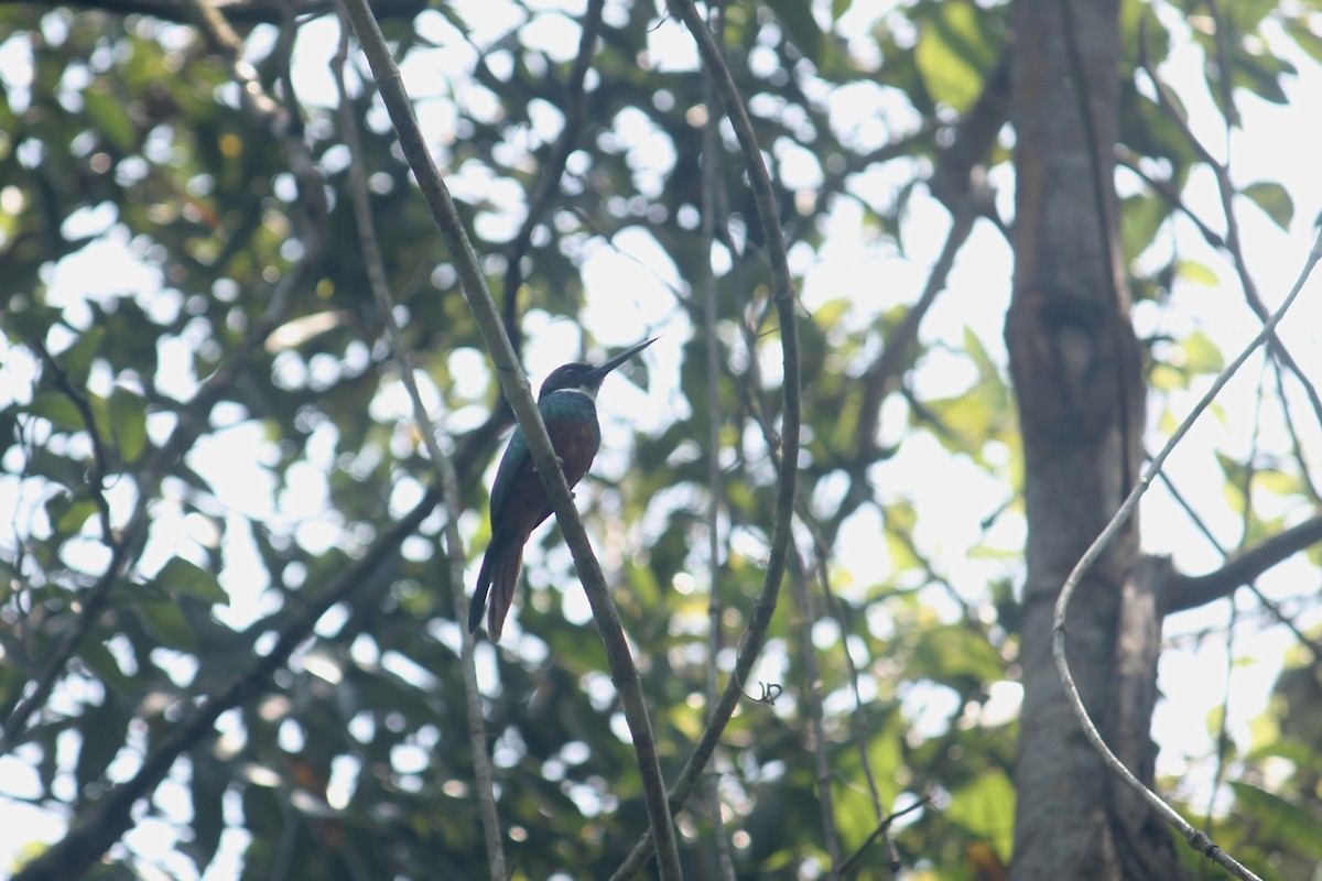 Rufous-tailed Jacamar - Elijah Grigsby