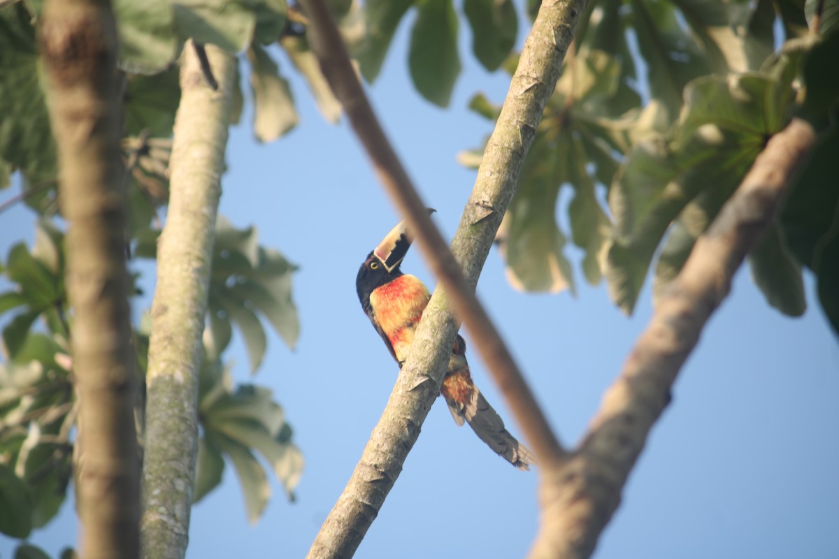 Collared Aracari - Elijah Grigsby