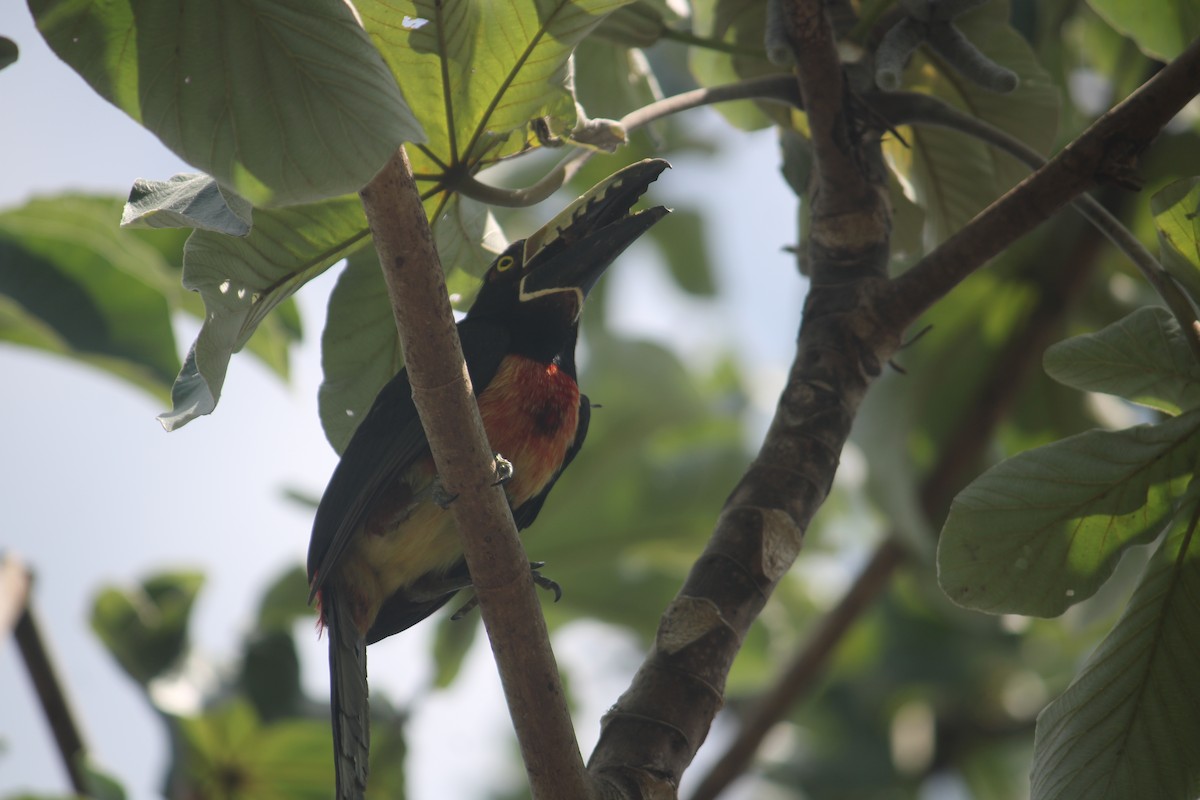 Collared Aracari - Elijah Grigsby