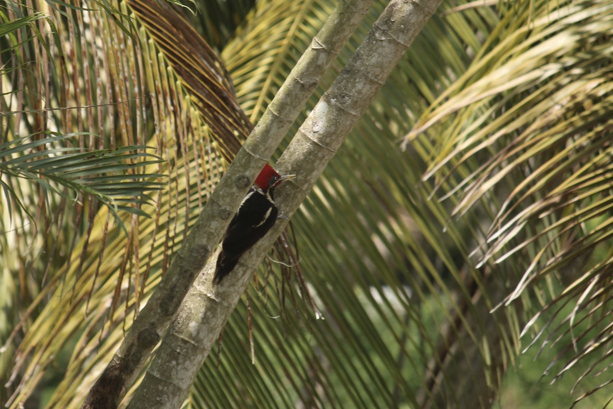 Lineated Woodpecker - Elijah Grigsby