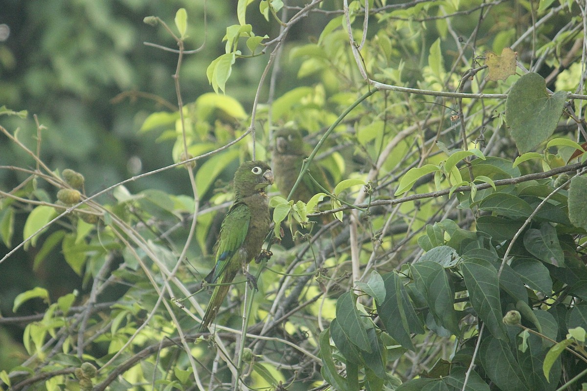 Olive-throated Parakeet - Elijah Grigsby