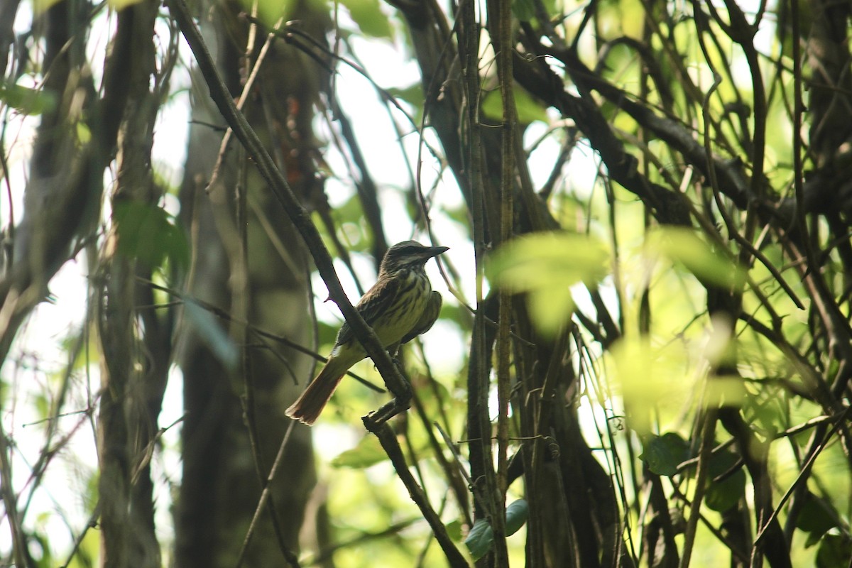 Sulphur-bellied Flycatcher - ML612034457