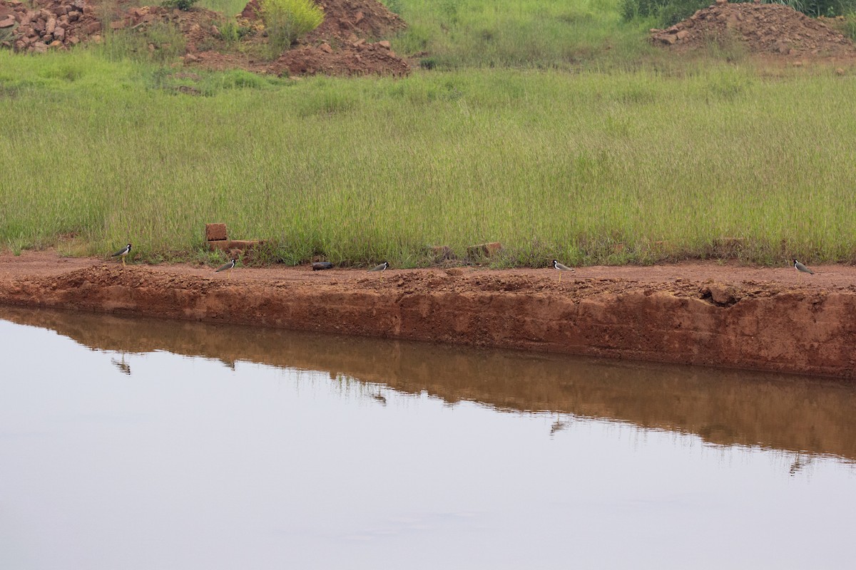 Red-wattled Lapwing - Vishnu Vinod