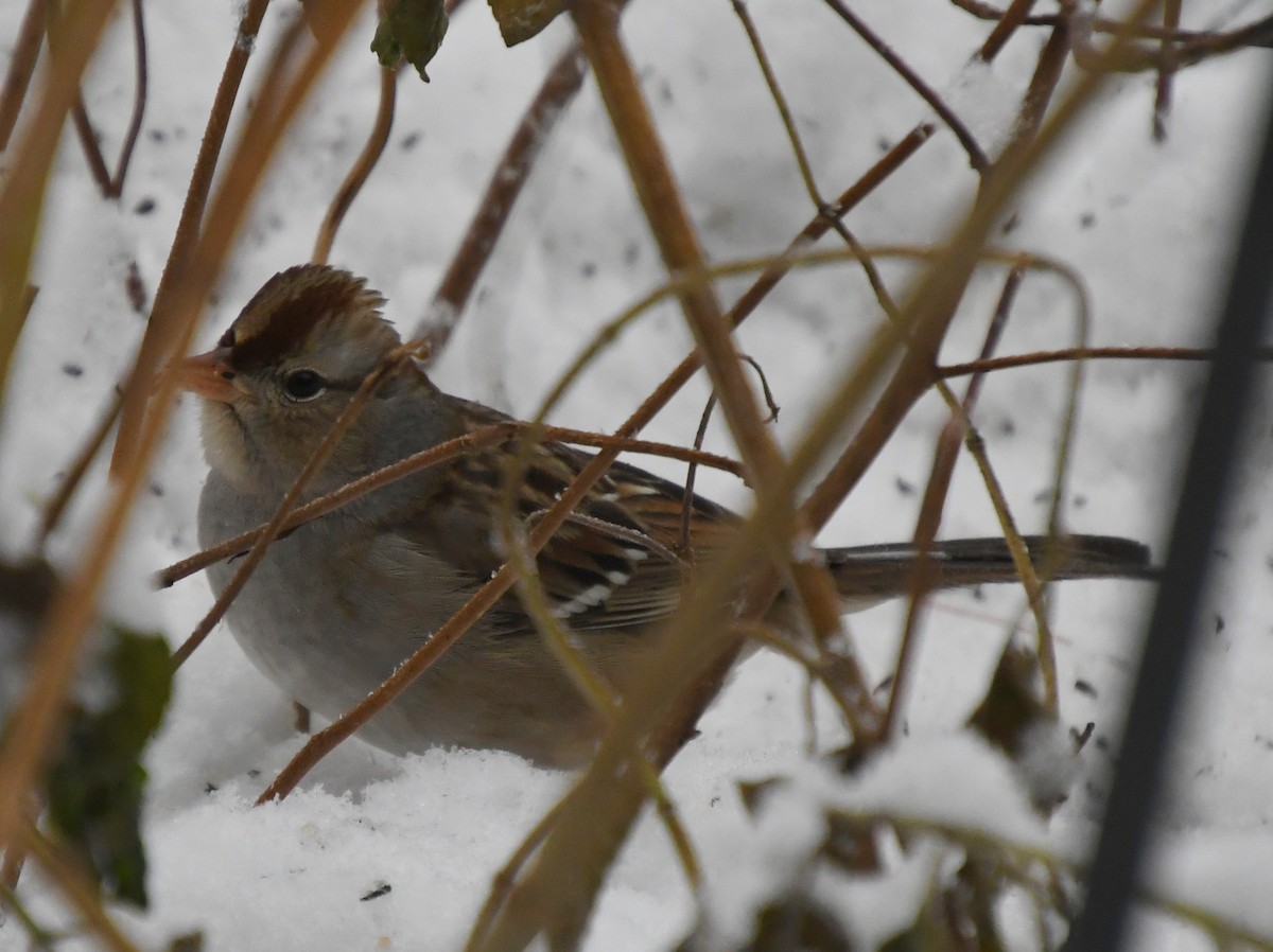 White-crowned Sparrow - ML612034492