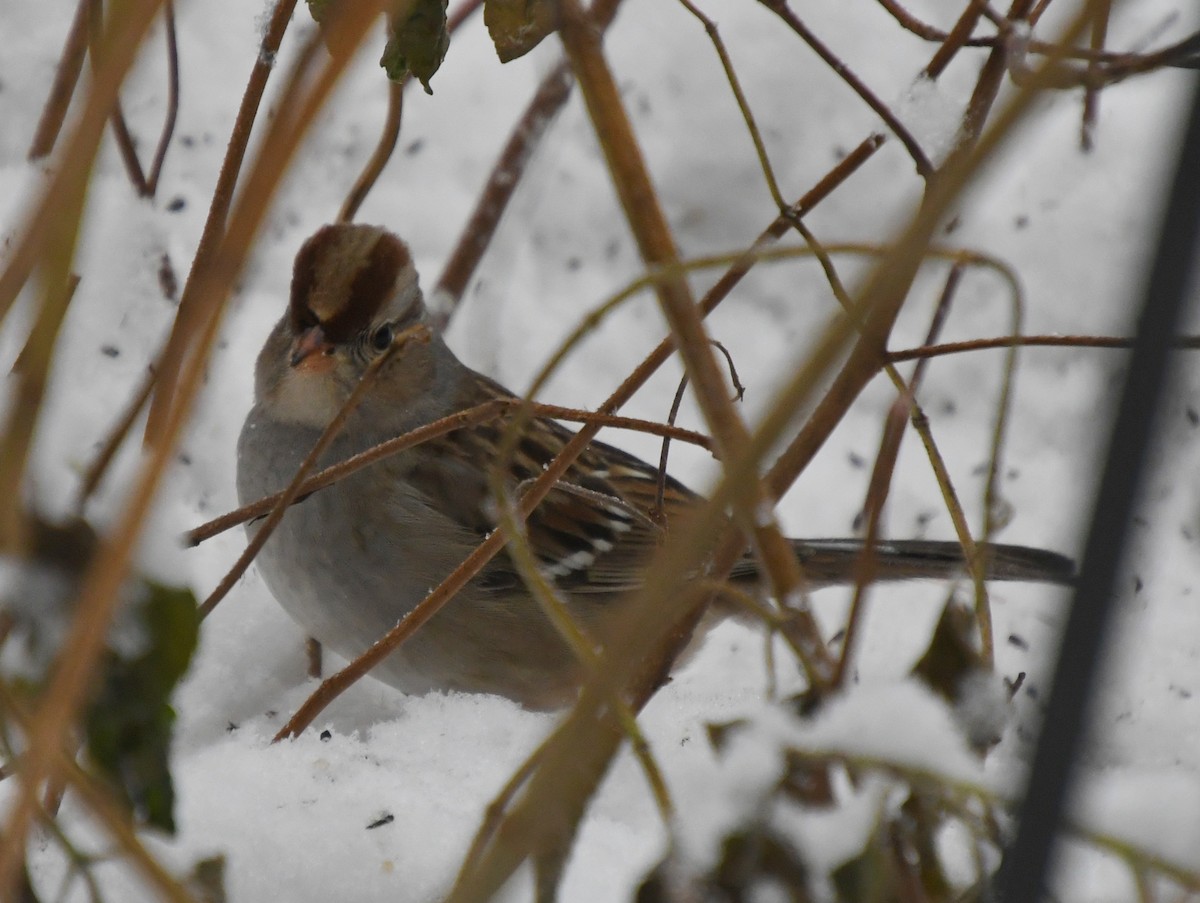 White-crowned Sparrow - ML612034493