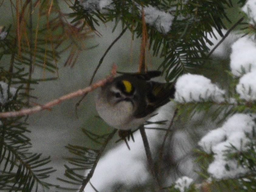 Golden-crowned Kinglet - ML612034498