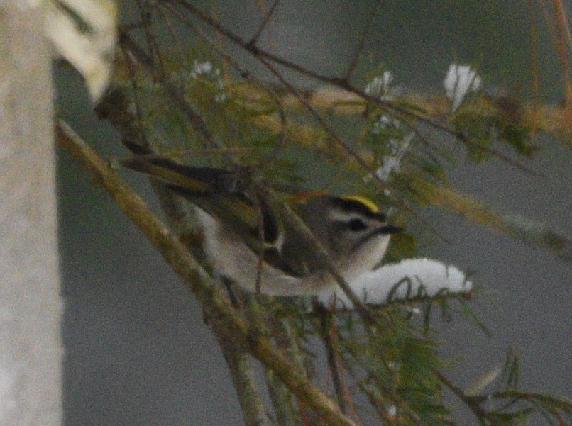 Roitelet à couronne dorée - ML612034499