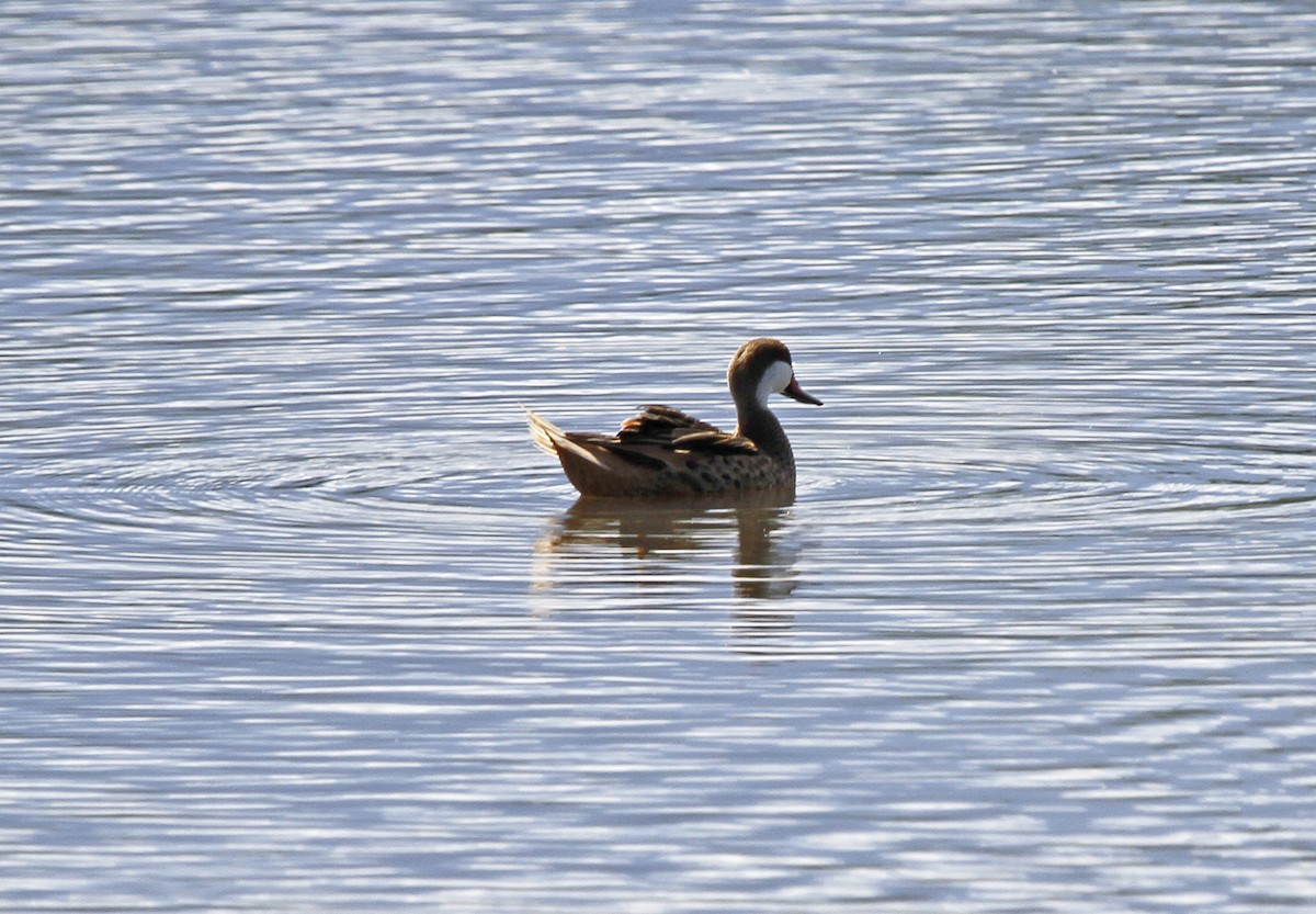 White-cheeked Pintail - ML612034685