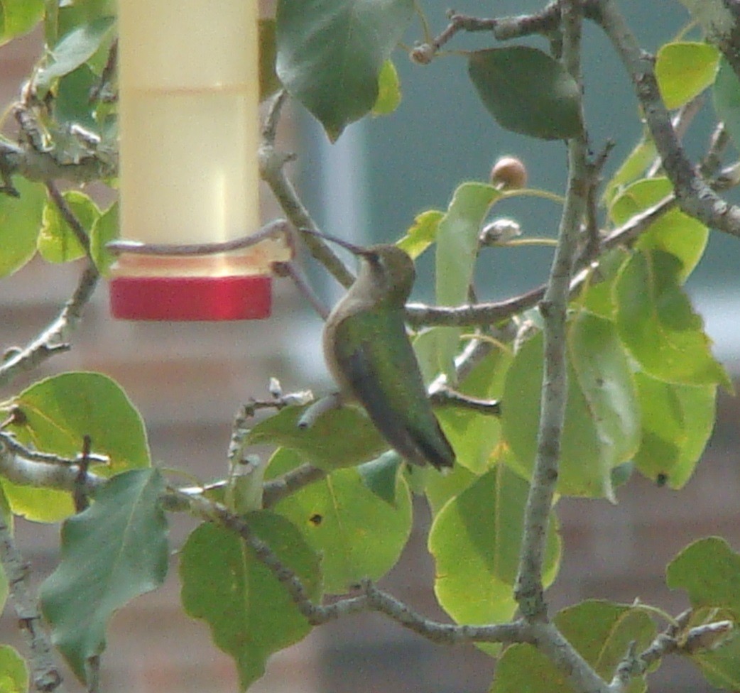 Ruby-throated Hummingbird - ML612034721