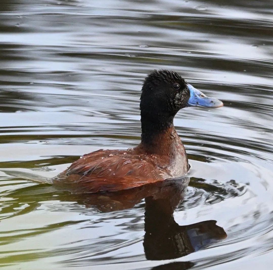 Andean/Lake Duck - ML612034759