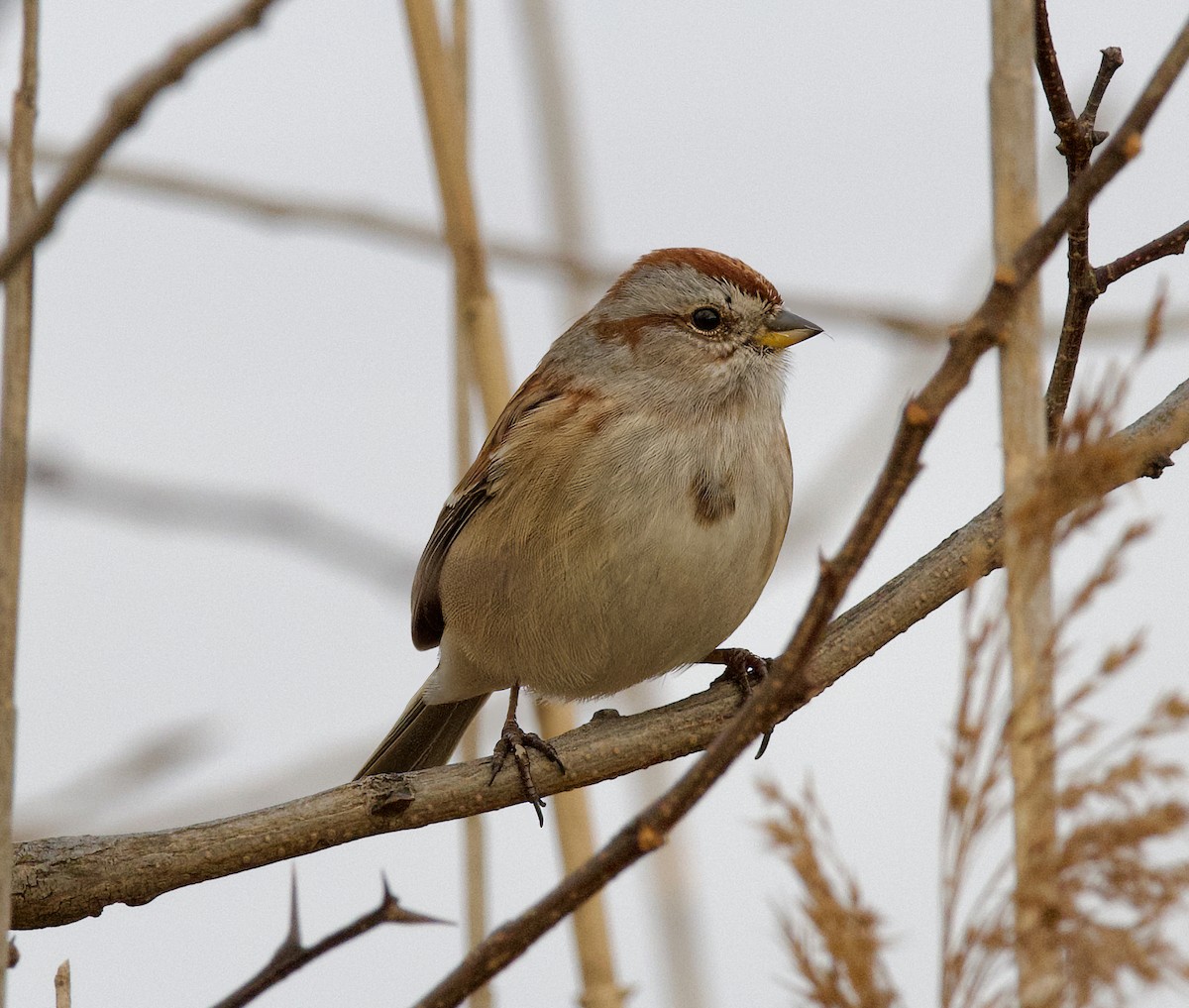 American Tree Sparrow - ML612034797