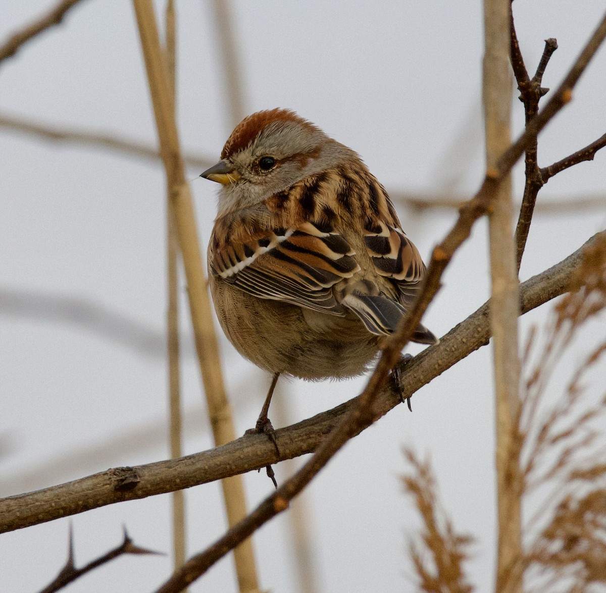 American Tree Sparrow - ML612034798