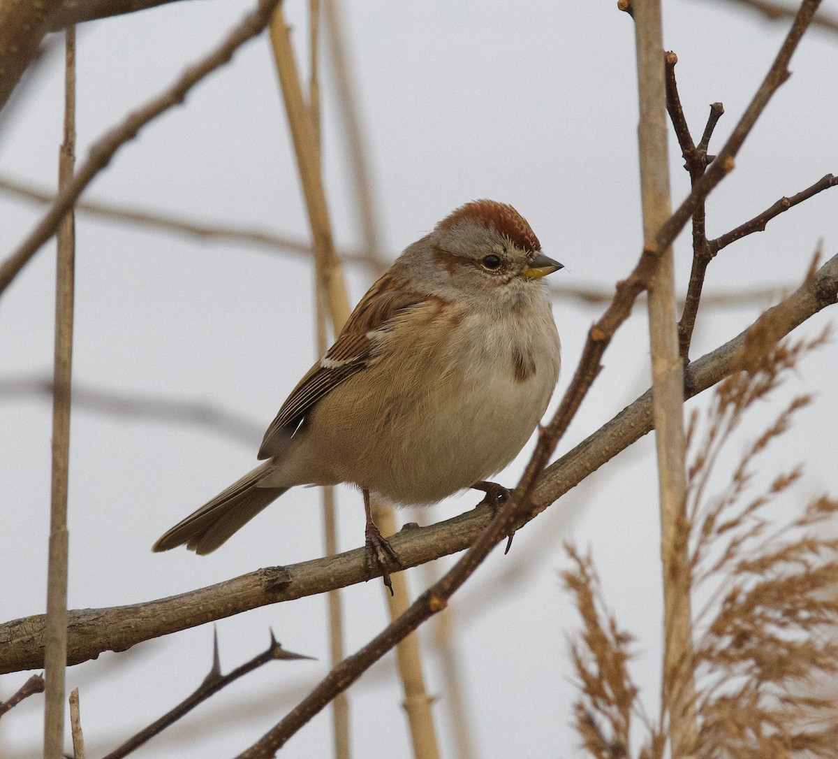 American Tree Sparrow - ML612034799