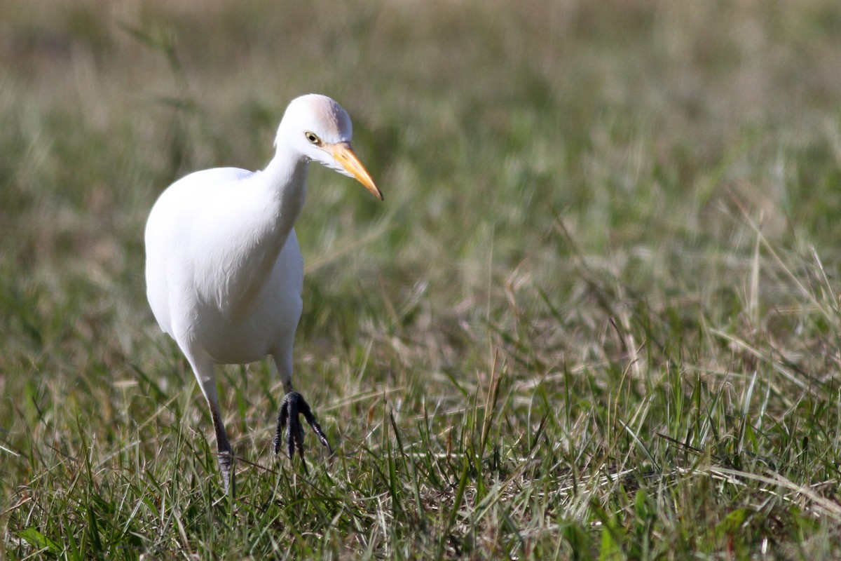 Western Cattle Egret - ML612034894