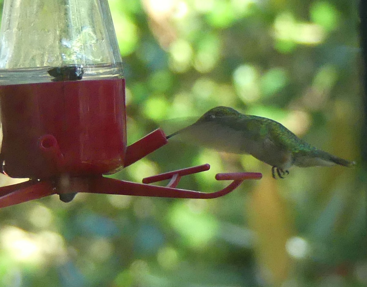 Ruby-throated Hummingbird - ML612035055