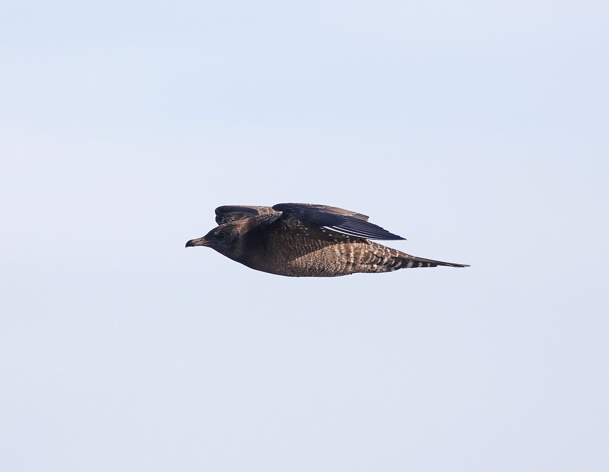 Long-tailed Jaeger - ML612035061