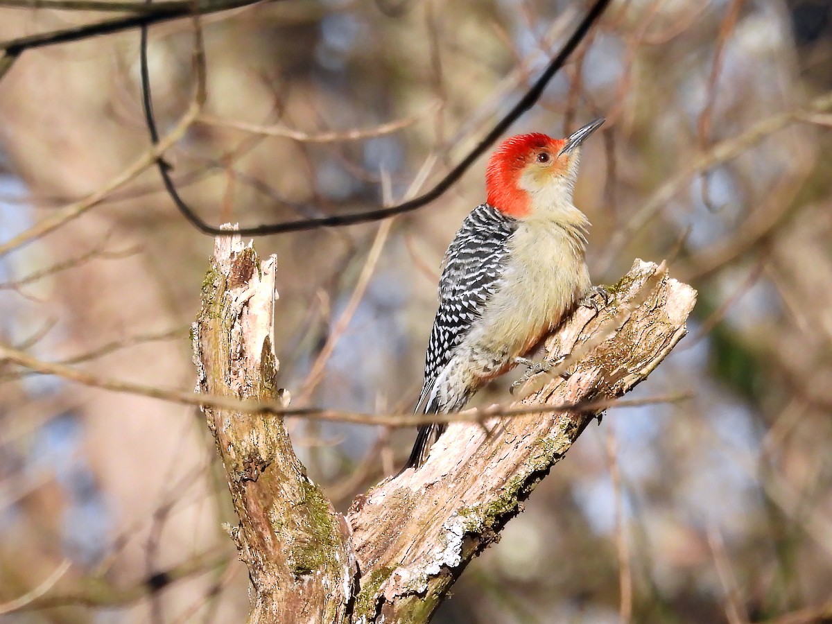 Red-bellied Woodpecker - ML612035091