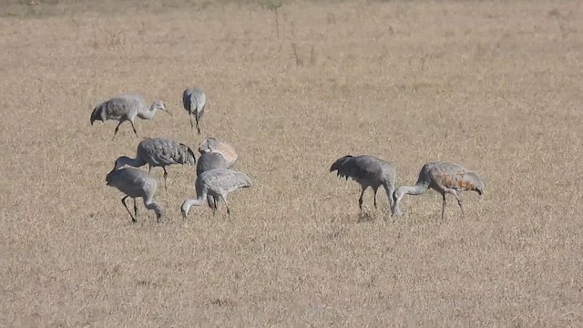 Sandhill Crane - ML612035222