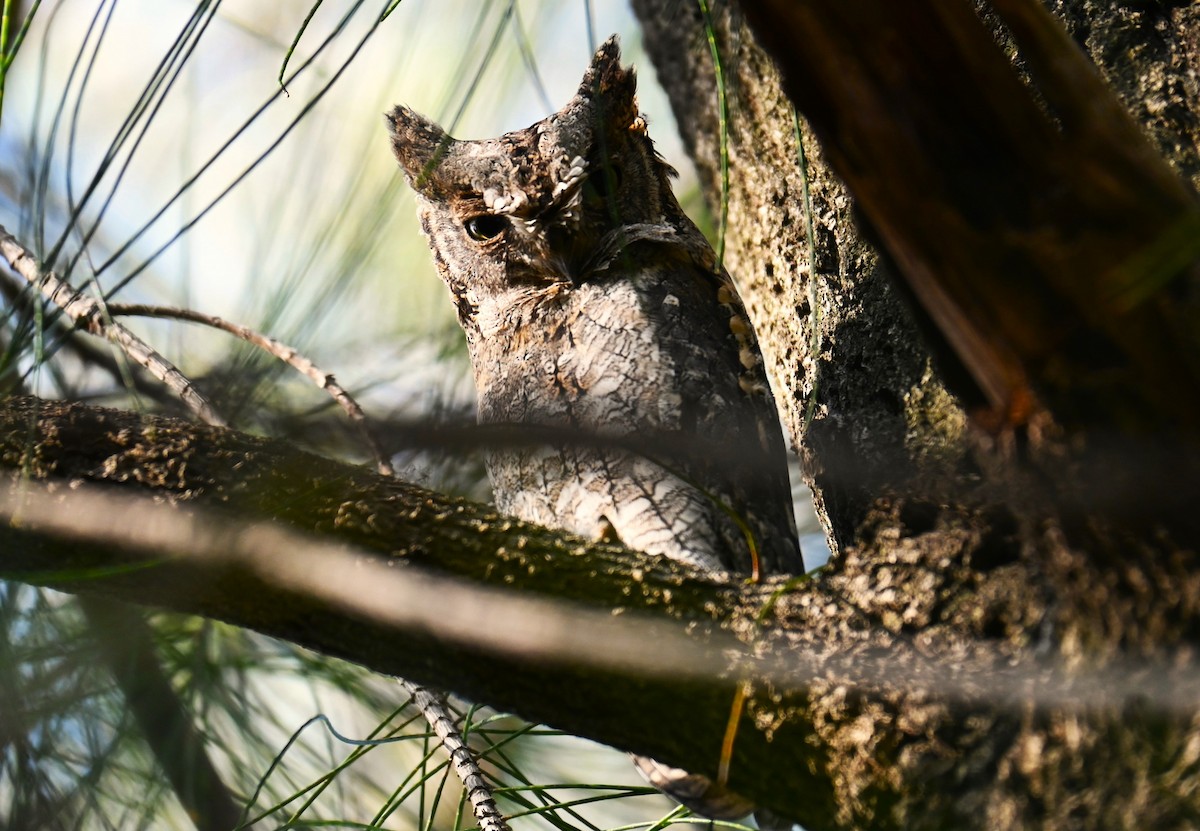 Eurasian Scops-Owl - ML612035229