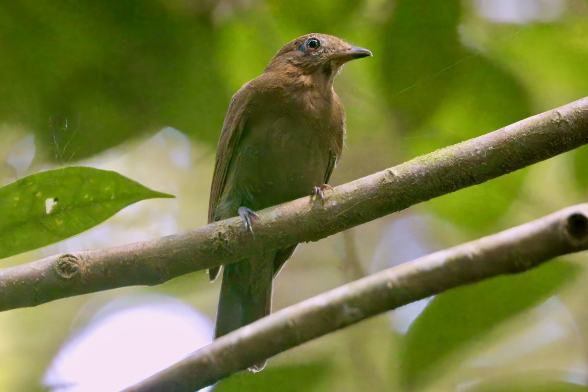 Russet-winged Schiffornis - Soham Mehta