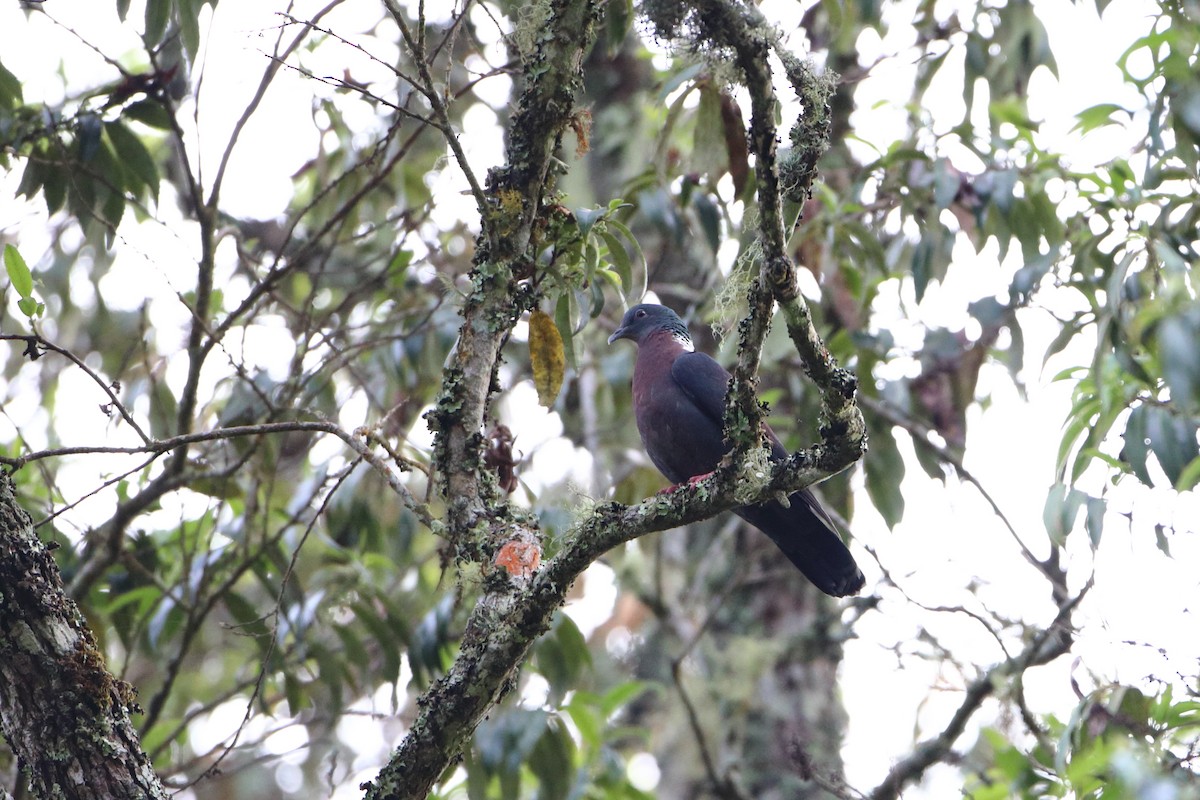 Delegorgue's Pigeon (Northern) - Ohad Sherer