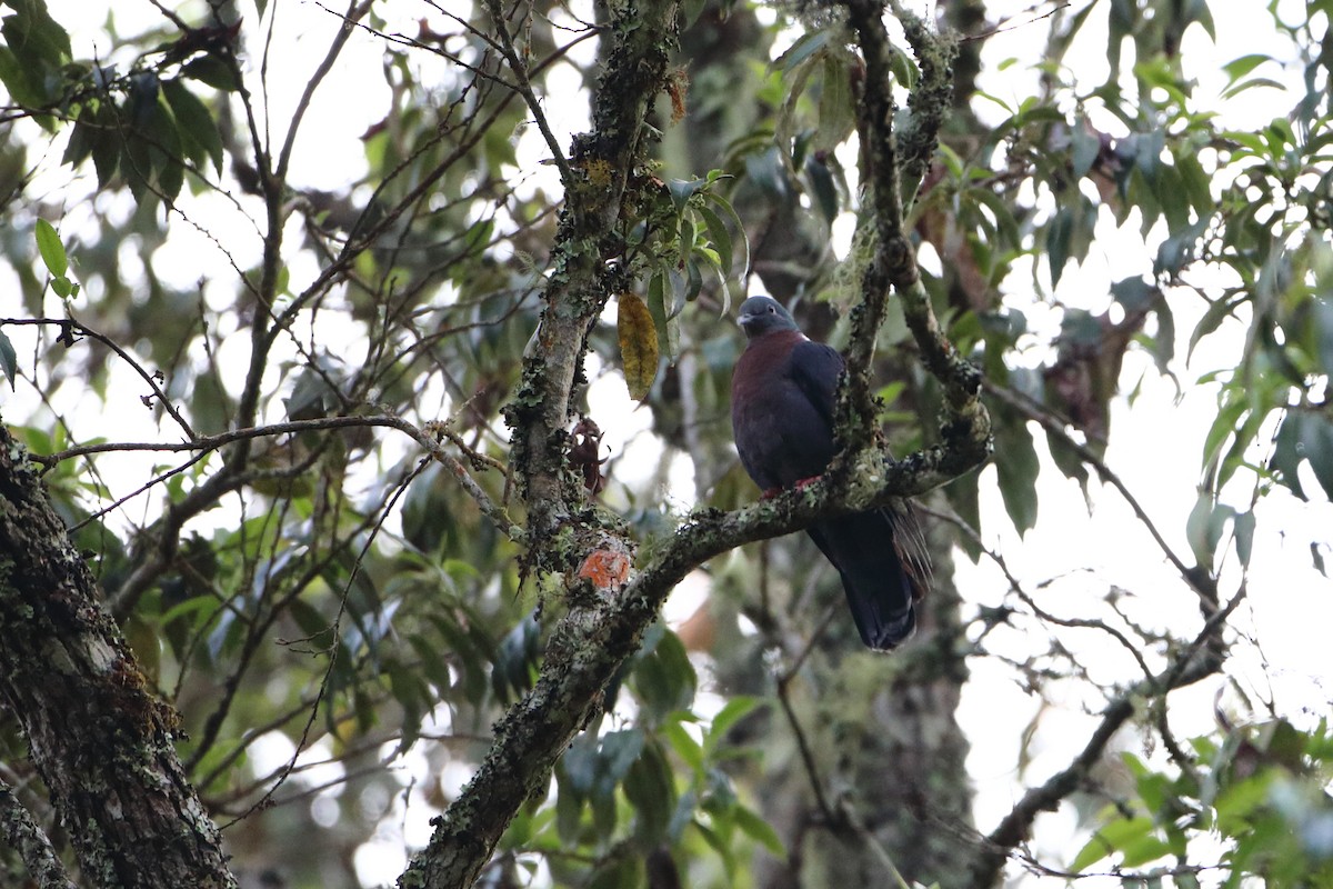 Delegorgue's Pigeon (Northern) - ML612035259