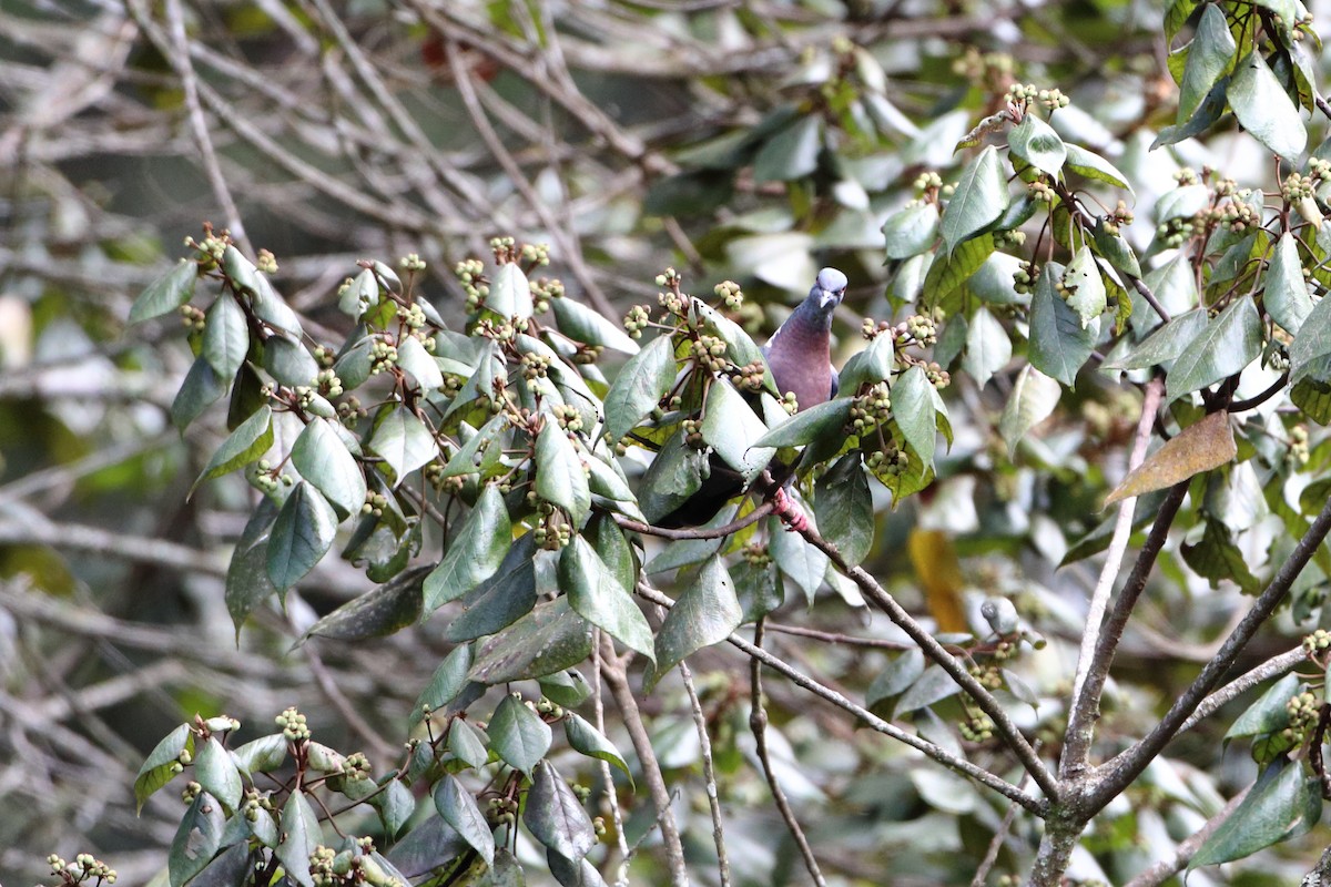 holub slézovoprsý (ssp. sharpei) - ML612035260