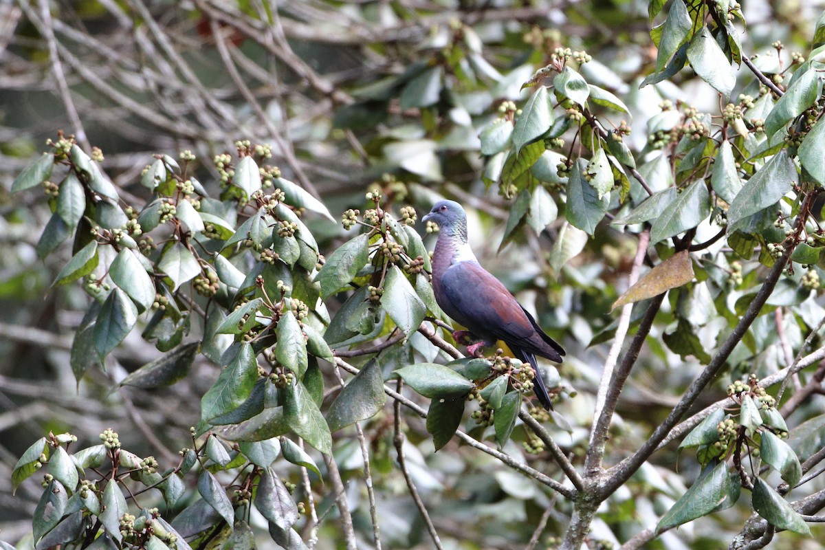 holub slézovoprsý (ssp. sharpei) - ML612035261