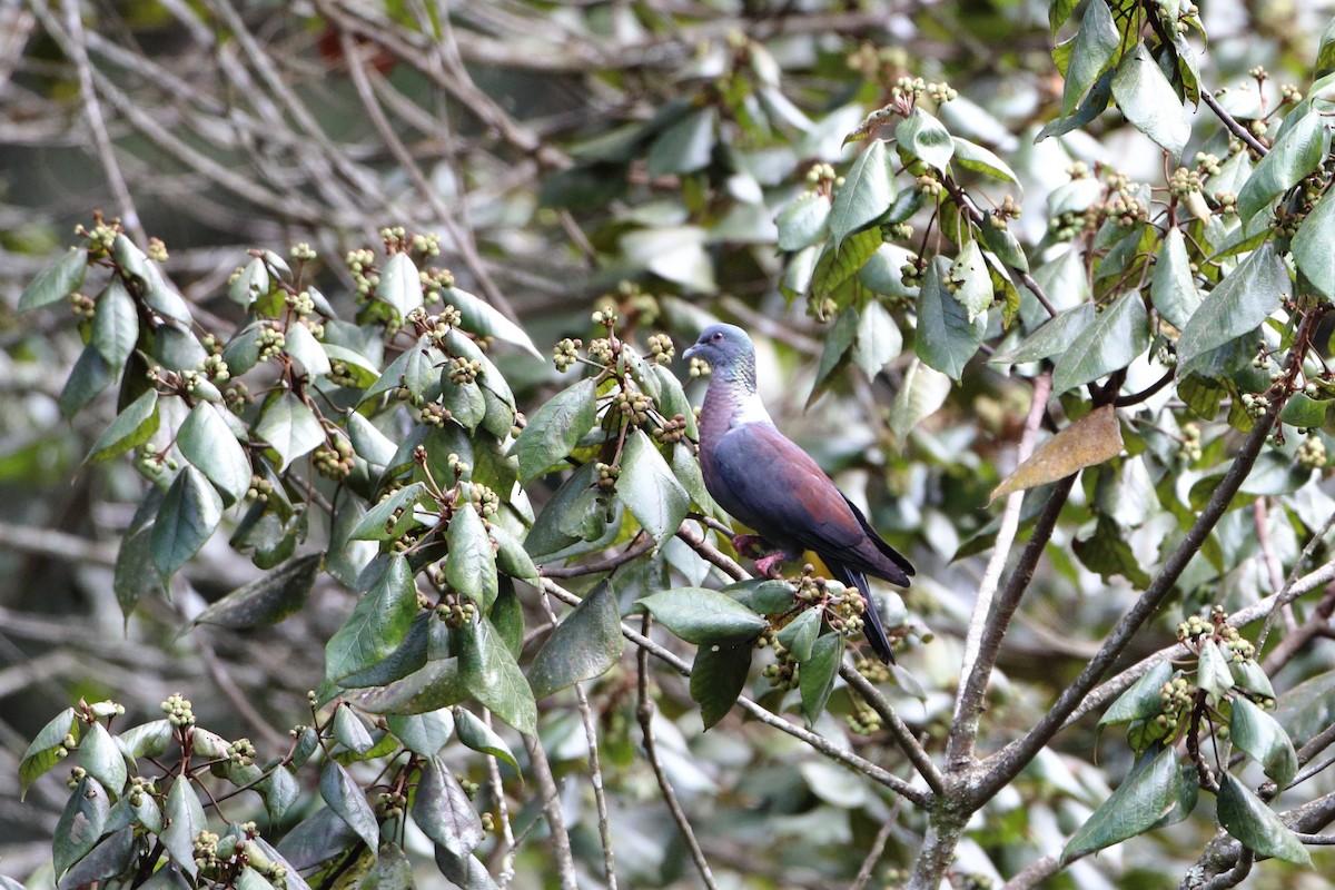 Delegorgue's Pigeon (Northern) - ML612035261