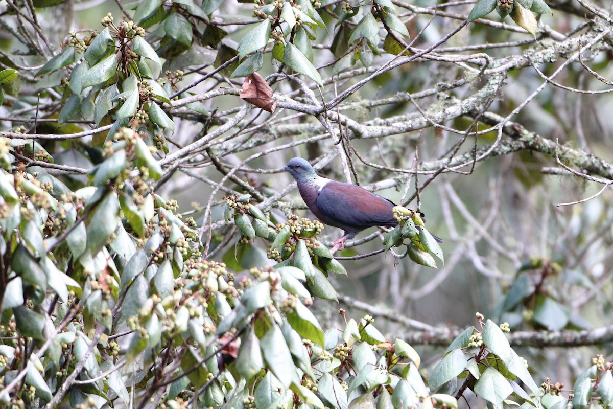 Delegorgue's Pigeon (Northern) - ML612035263