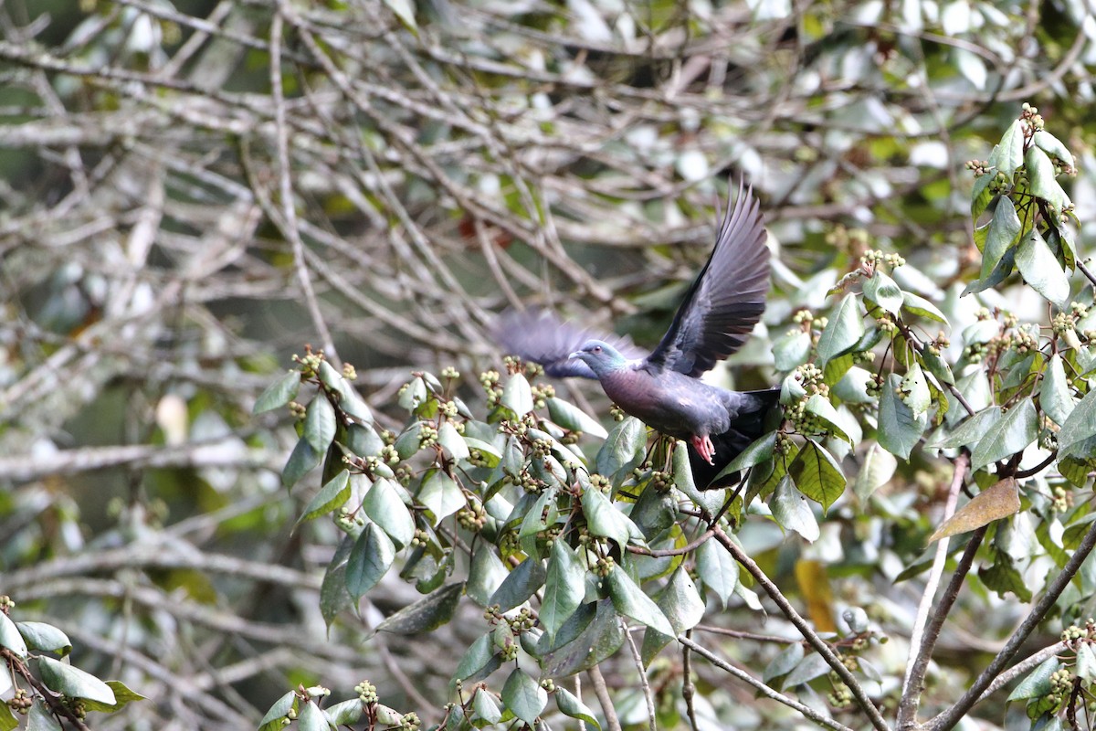 Delegorgue's Pigeon (Northern) - ML612035264