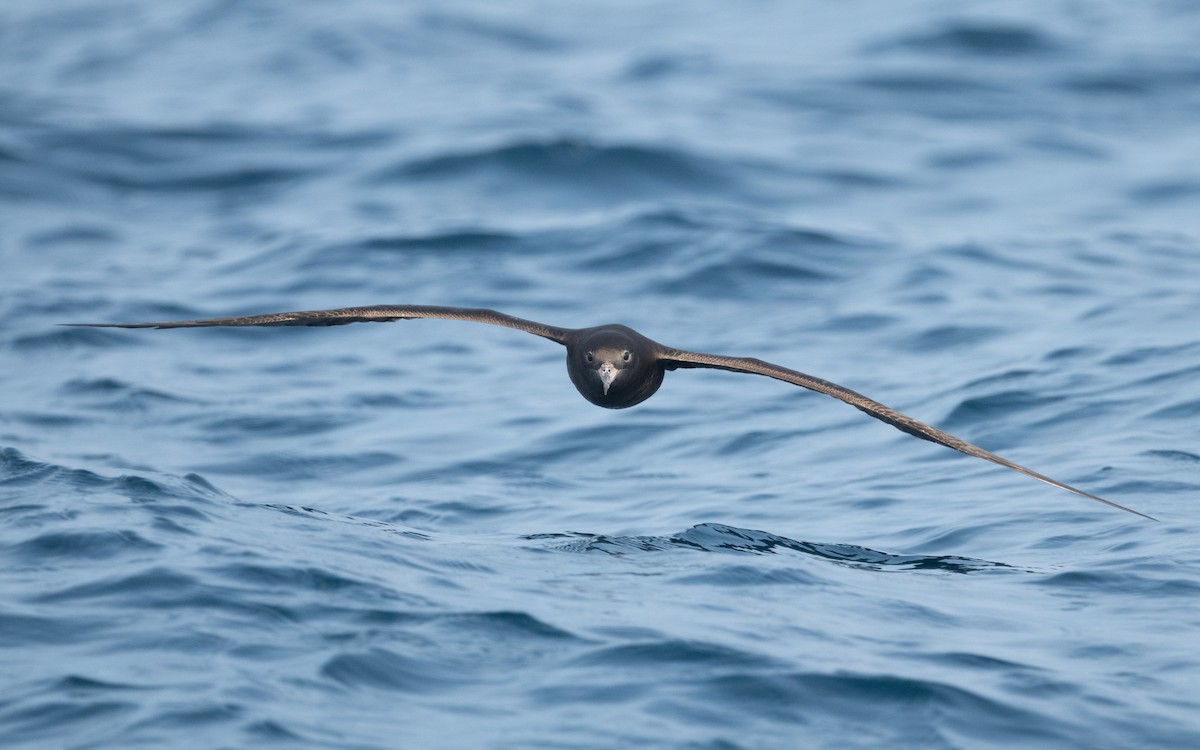 Flesh-footed Shearwater - ML612035309