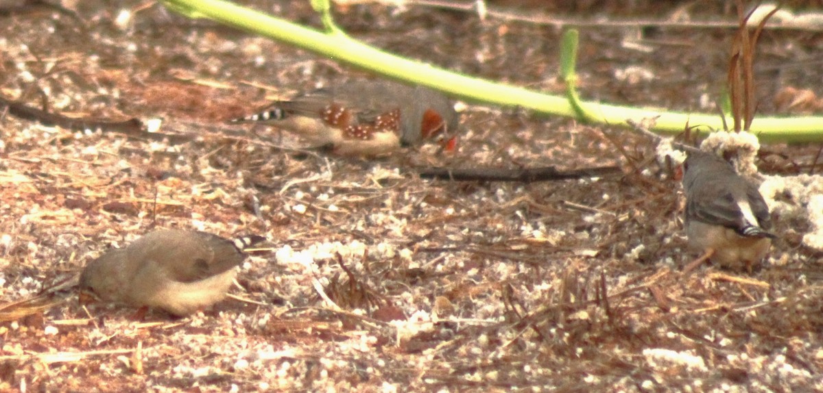 Zebra Finch (Australian) - ML612035328