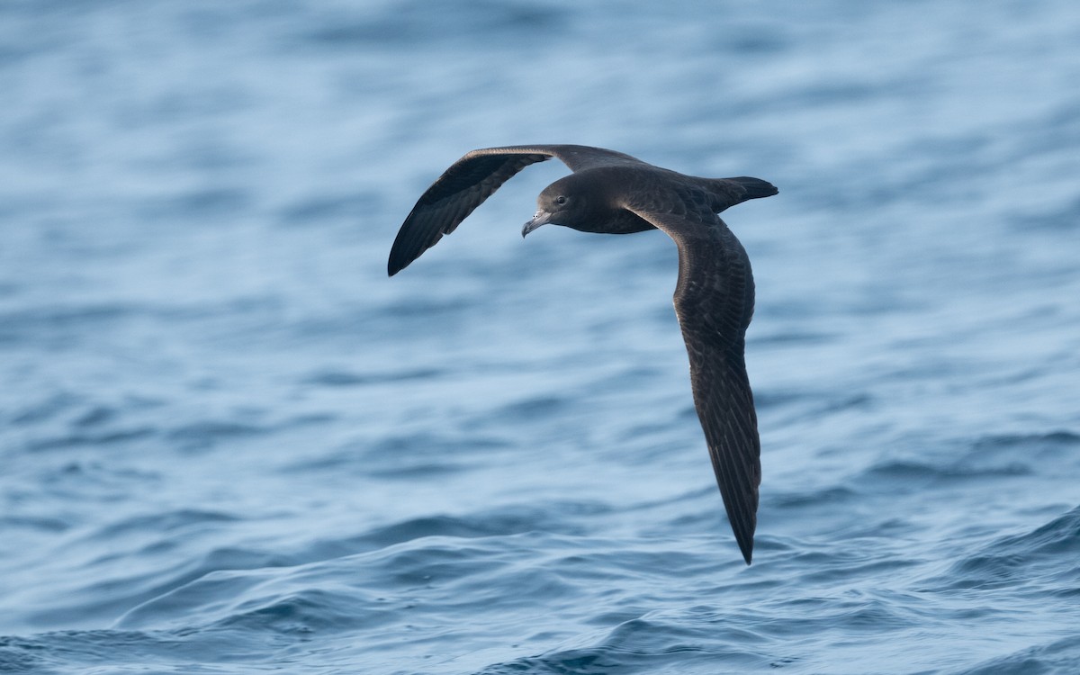 Flesh-footed Shearwater - ML612035332