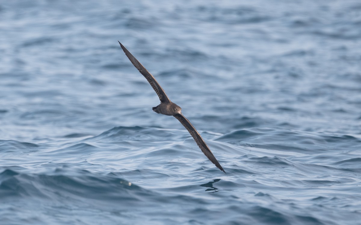 Flesh-footed Shearwater - ML612035333
