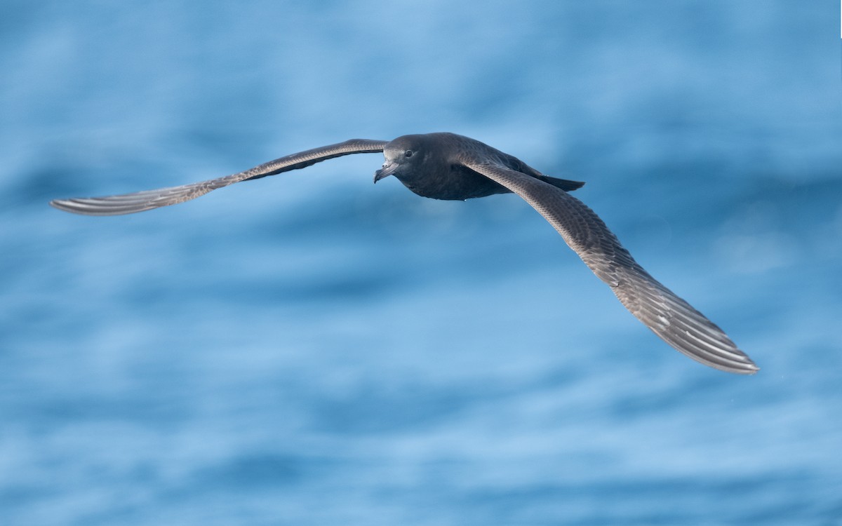 Flesh-footed Shearwater - ML612035351