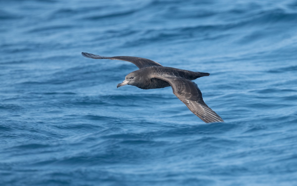 Flesh-footed Shearwater - ML612035357