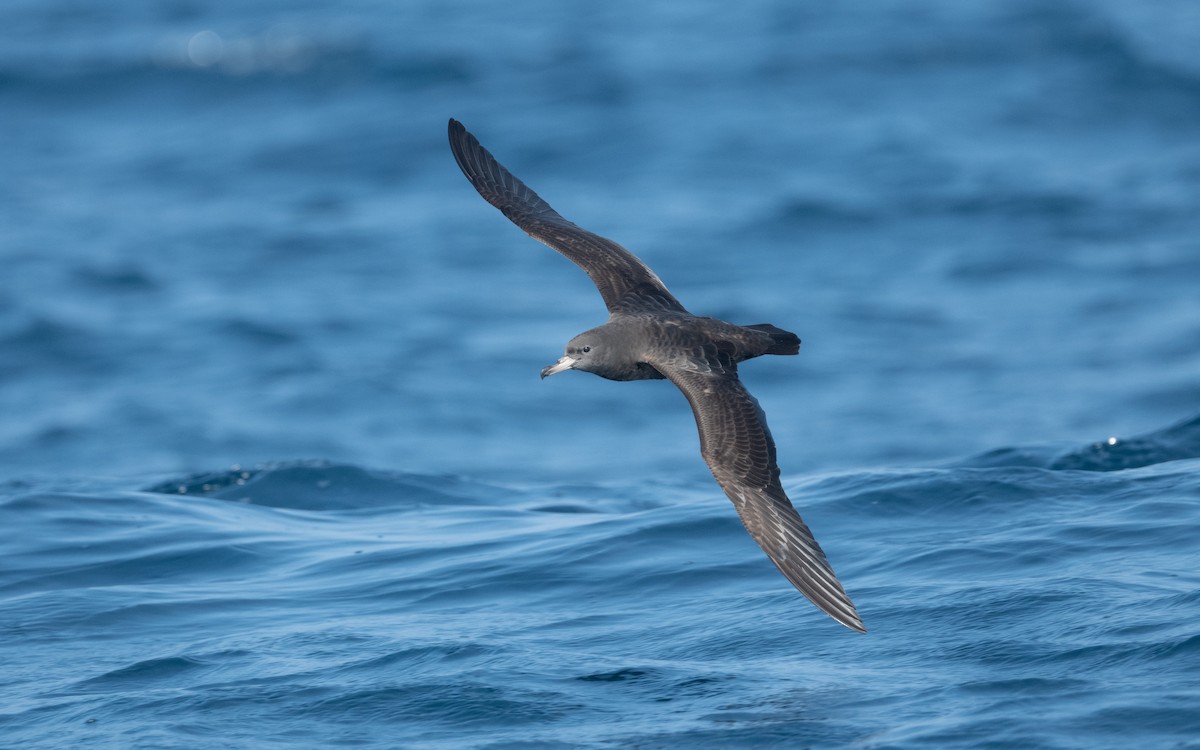 Flesh-footed Shearwater - ML612035371
