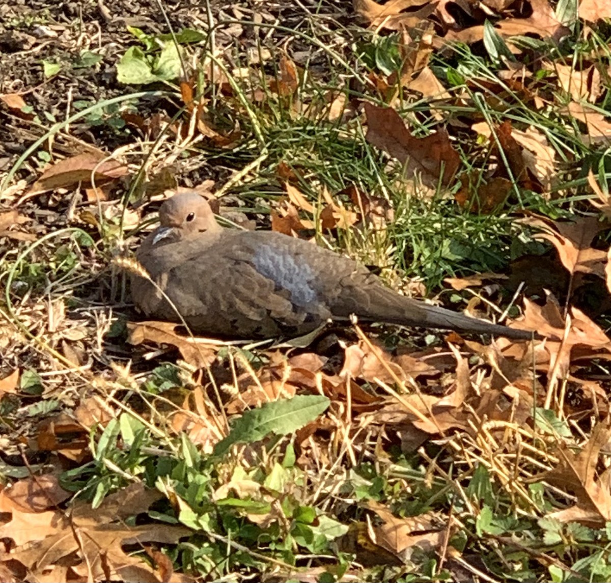 Зенаїда північна - ML612035391