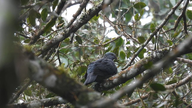 Pigeon d'Elphinstone - ML612035396