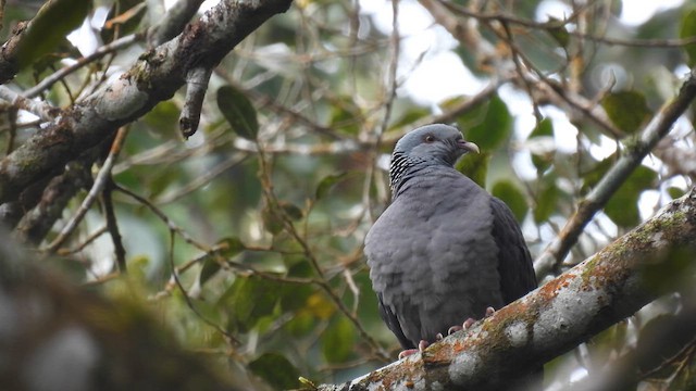 Pigeon d'Elphinstone - ML612035397