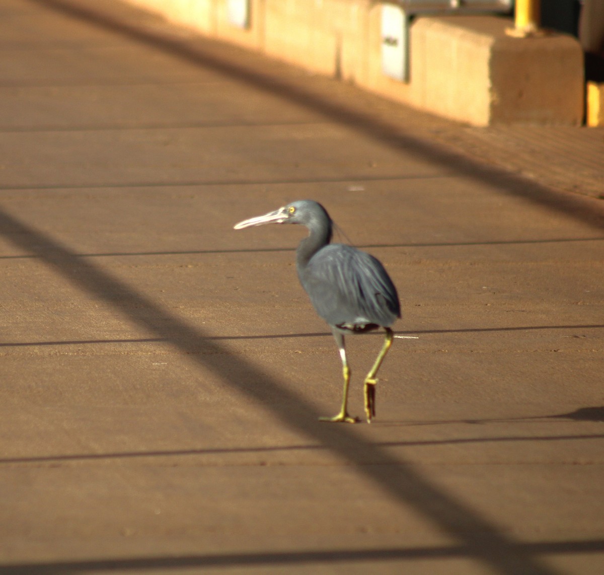 Pacific Reef-Heron - ML612035411