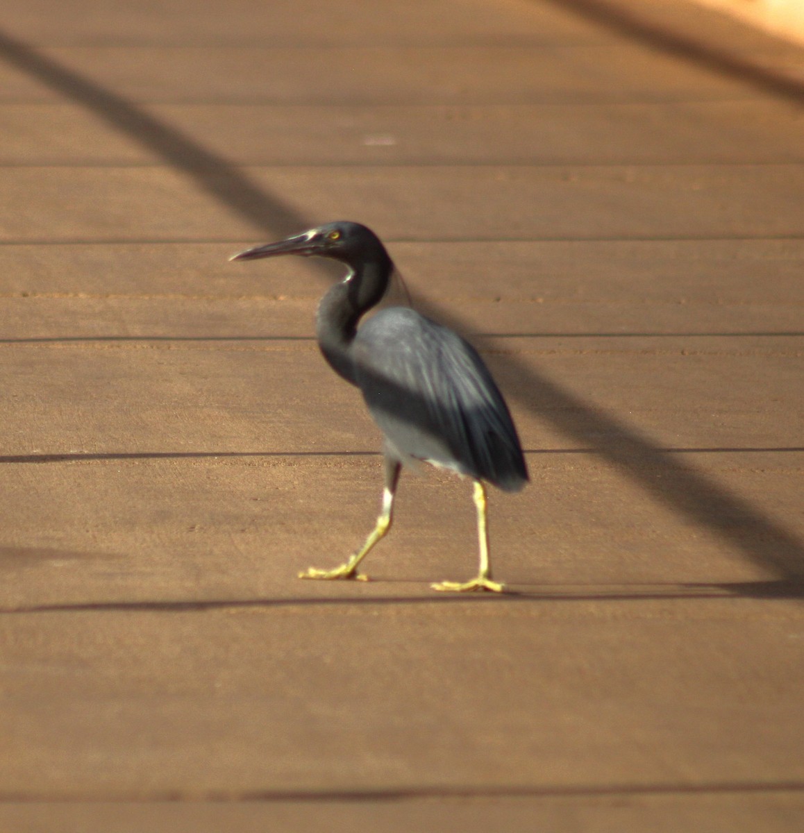 Pacific Reef-Heron - ML612035422