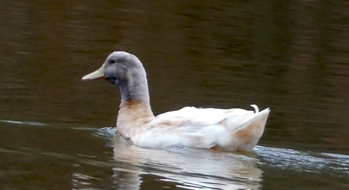 Mallard (Domestic type) - ML612035438